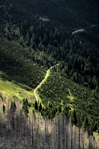 Preview wallpaper road, forest, trees, winding, slope
