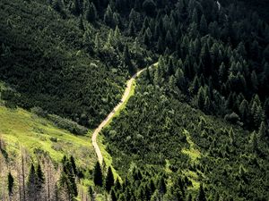 Preview wallpaper road, forest, trees, winding, slope