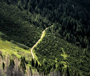 Preview wallpaper road, forest, trees, winding, slope