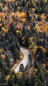 Preview wallpaper road, forest, trees, autumn