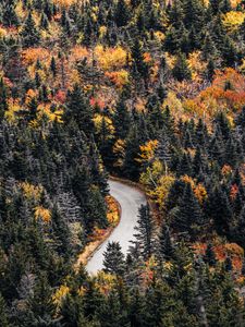 Preview wallpaper road, forest, trees, autumn