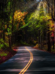 Preview wallpaper road, forest, trees, sunlight