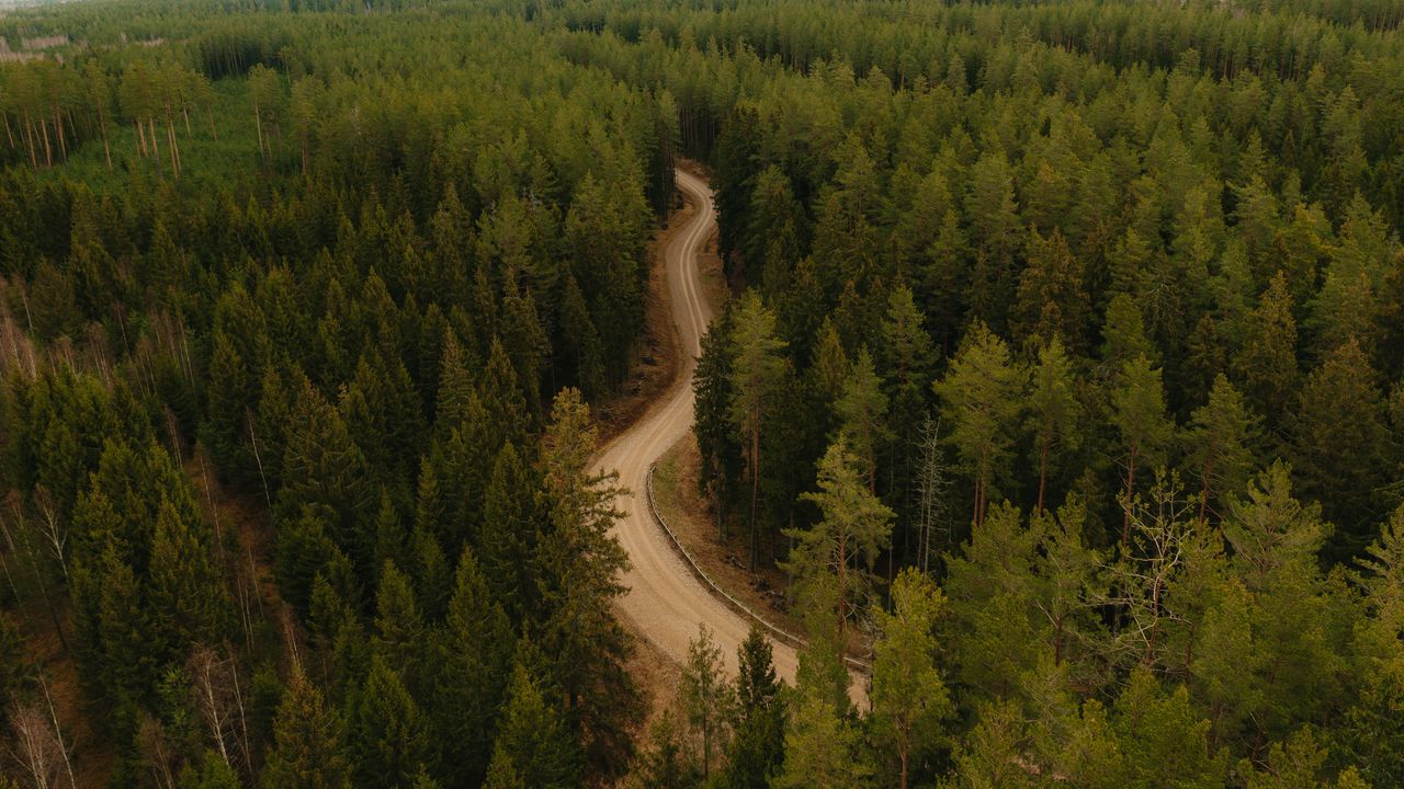 Wallpaper road, forest, winding, trees