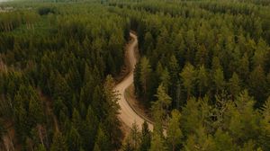 Preview wallpaper road, forest, winding, trees