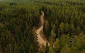 Preview wallpaper road, forest, winding, trees