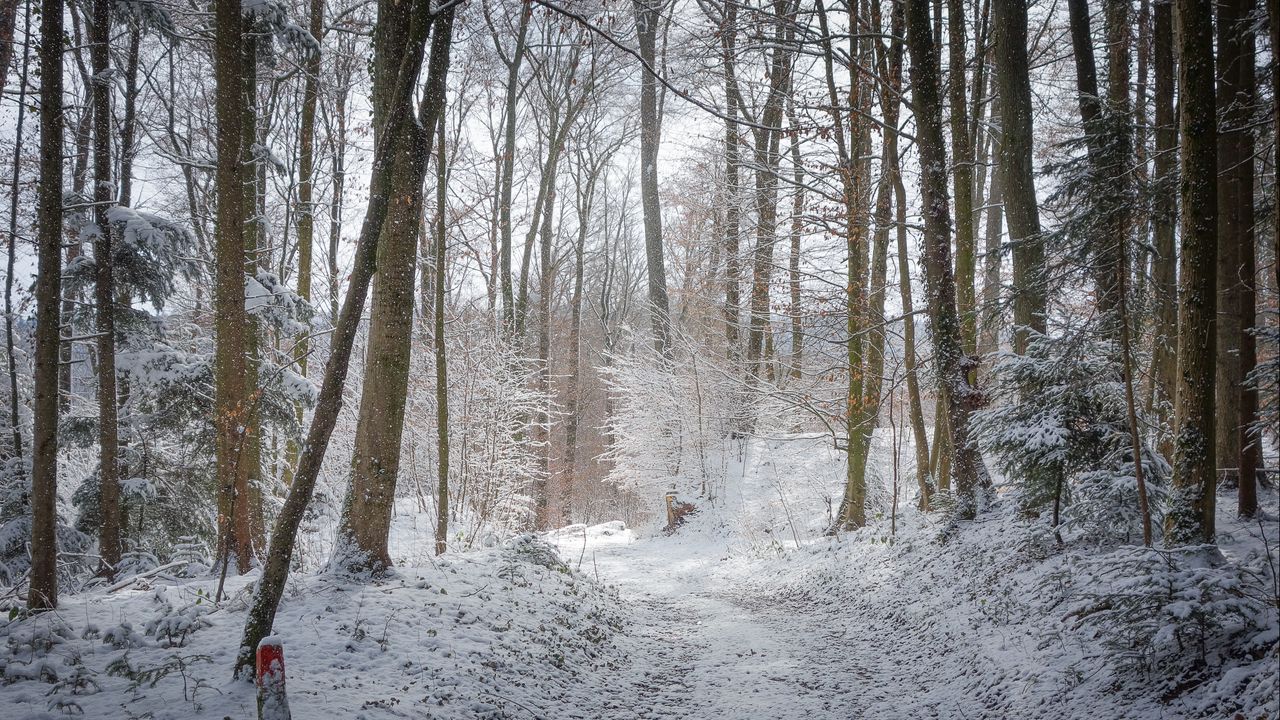Wallpaper road, forest, winter, trees, trail
