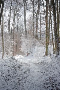 Preview wallpaper road, forest, winter, trees, trail
