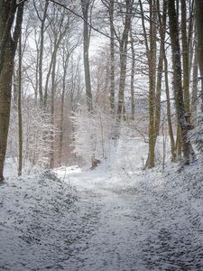 Preview wallpaper road, forest, winter, trees, trail