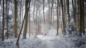 Preview wallpaper road, forest, winter, trees, trail