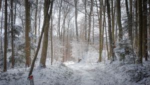 Preview wallpaper road, forest, winter, trees, trail