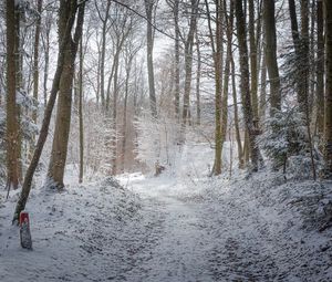 Preview wallpaper road, forest, winter, trees, trail