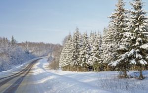 Preview wallpaper road, fur-trees, winter