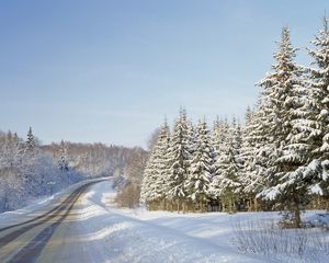 Preview wallpaper road, fur-trees, winter