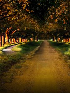 Preview wallpaper road, garden, avenue, ranks, track, mysterious