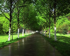 Preview wallpaper road, garden, trees, ranks, avenue, asphalt, wet