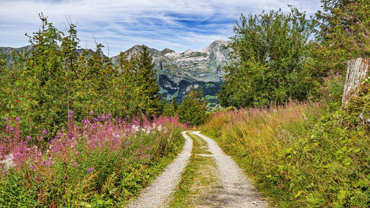 Wallpaper road, grass, flowers, trees, mountains