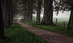 Preview wallpaper road, grass, trees, forest, fog