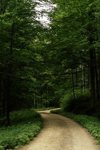 Preview wallpaper road, grass, trees, park, nature, forest