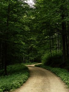 Preview wallpaper road, grass, trees, park, nature, forest