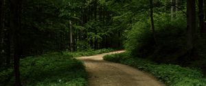 Preview wallpaper road, grass, trees, park, nature, forest