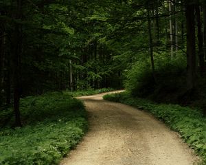 Preview wallpaper road, grass, trees, park, nature, forest