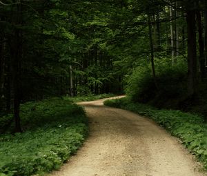 Preview wallpaper road, grass, trees, park, nature, forest