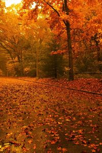 Preview wallpaper road, leaves, asphalt, after a rain, trees, wood