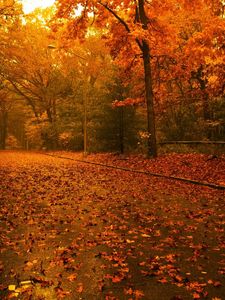 Preview wallpaper road, leaves, asphalt, after a rain, trees, wood