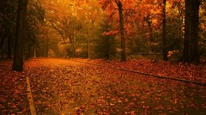 Preview wallpaper road, leaves, asphalt, after a rain, trees, wood