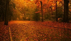 Preview wallpaper road, leaves, asphalt, after a rain, trees, wood