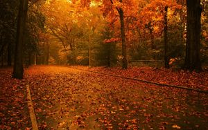 Preview wallpaper road, leaves, asphalt, after a rain, trees, wood