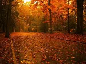 Preview wallpaper road, leaves, asphalt, after a rain, trees, wood