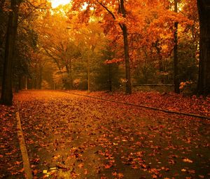 Preview wallpaper road, leaves, asphalt, after a rain, trees, wood