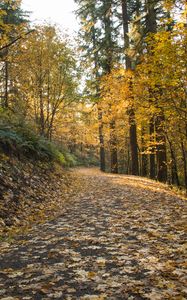 Preview wallpaper road, leaves, forest, autumn, trees
