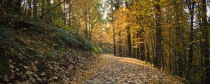 Preview wallpaper road, leaves, forest, autumn, trees