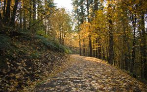 Preview wallpaper road, leaves, forest, autumn, trees