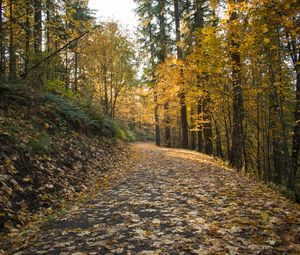 Preview wallpaper road, leaves, forest, autumn, trees