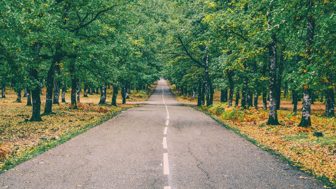 Wallpaper road, marking, autumn, trees