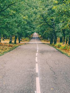 Preview wallpaper road, marking, autumn, trees