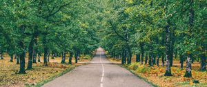 Preview wallpaper road, marking, autumn, trees