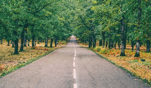 Preview wallpaper road, marking, autumn, trees