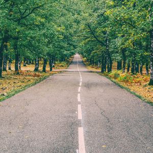 Preview wallpaper road, marking, autumn, trees