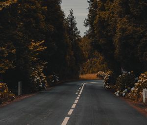 Preview wallpaper road, marking, bushes, flowers