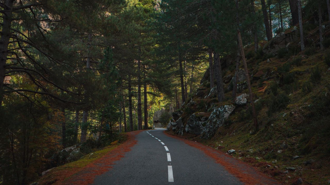 Wallpaper road, marking, forest, trees, spruce