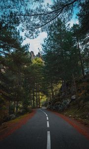 Preview wallpaper road, marking, forest, trees, spruce