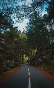 Preview wallpaper road, marking, forest, trees, spruce