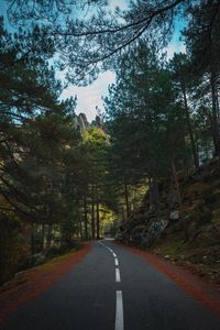 Preview wallpaper road, marking, forest, trees, spruce