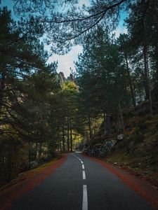 Preview wallpaper road, marking, forest, trees, spruce