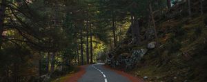 Preview wallpaper road, marking, forest, trees, spruce