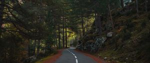 Preview wallpaper road, marking, forest, trees, spruce